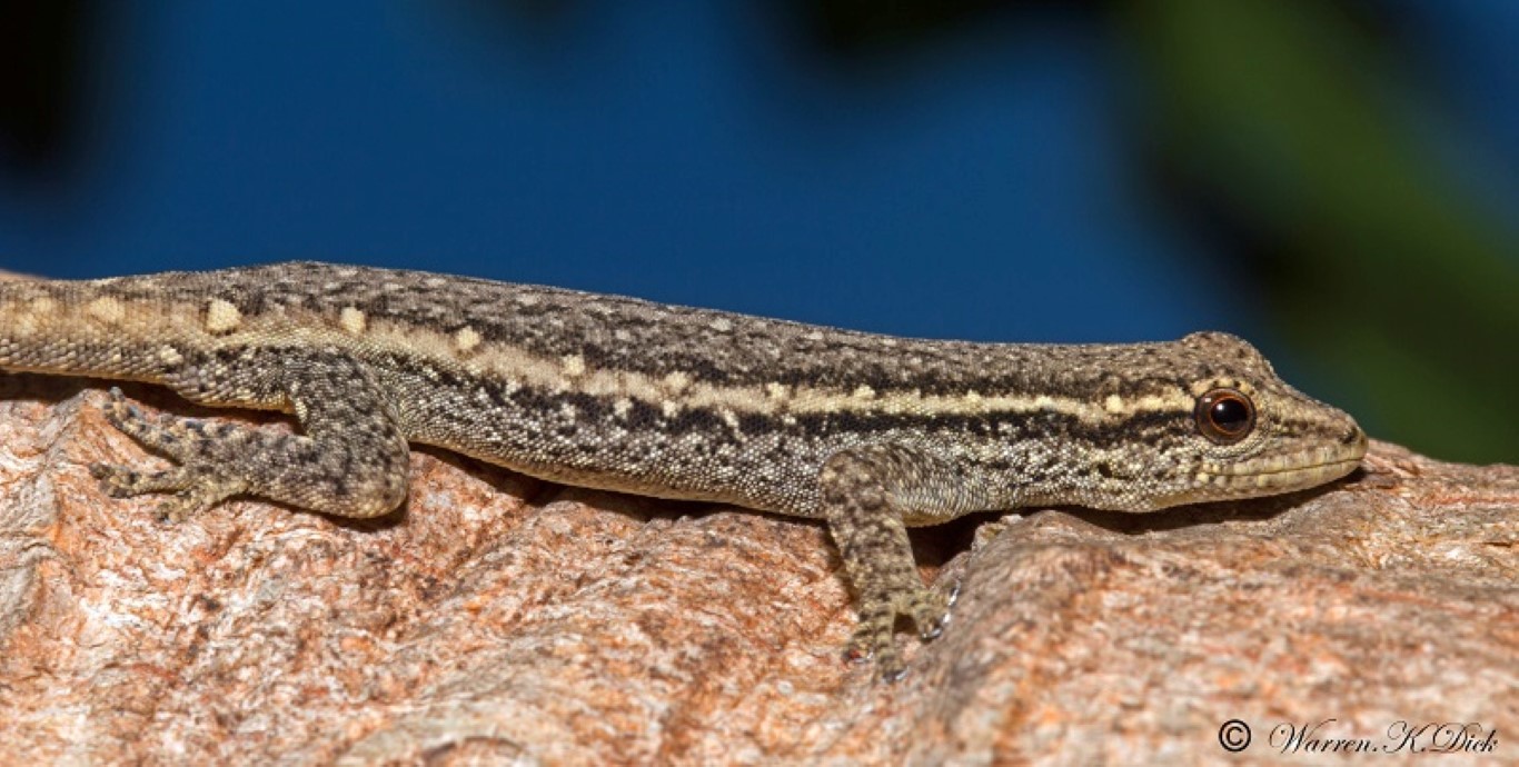 Gecko 081114 (5) (Medium)