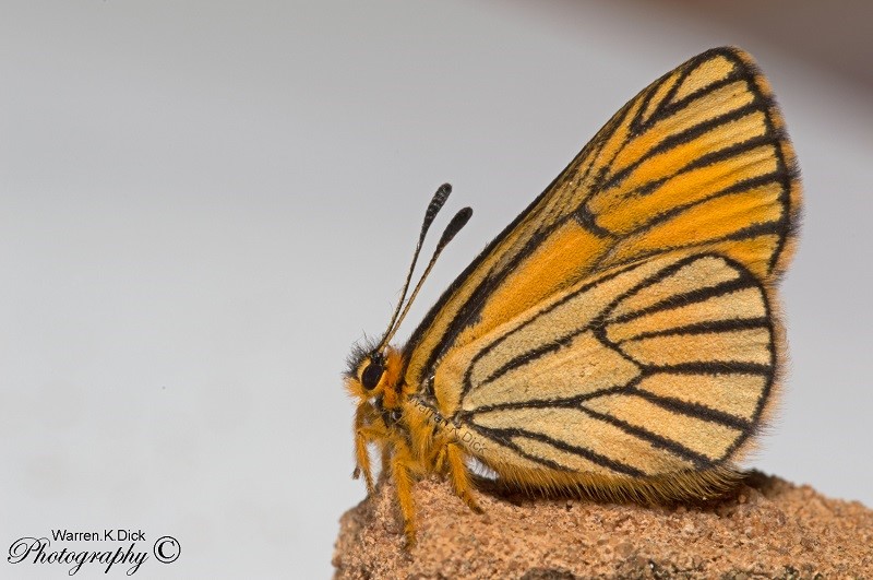 Butterfly 171214 1 (Custom)