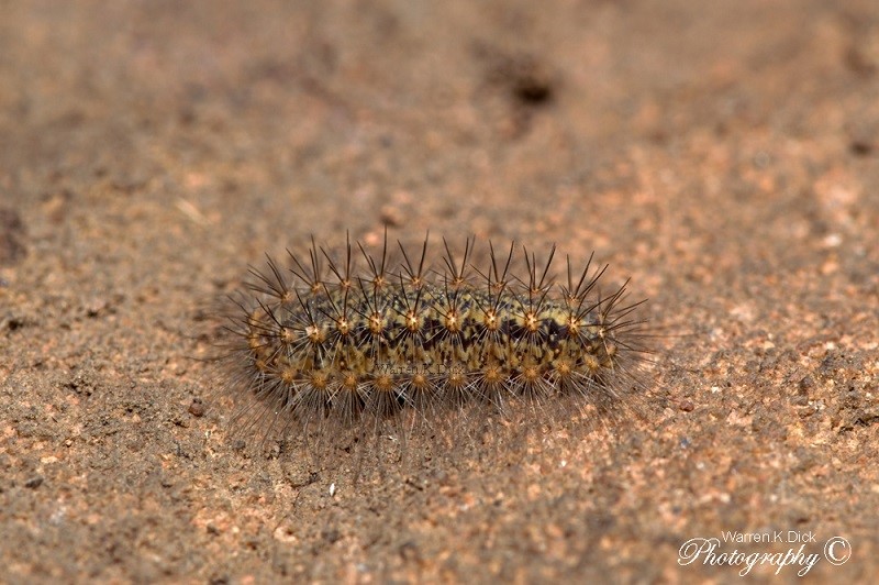 Larva 061214 2 (Custom)