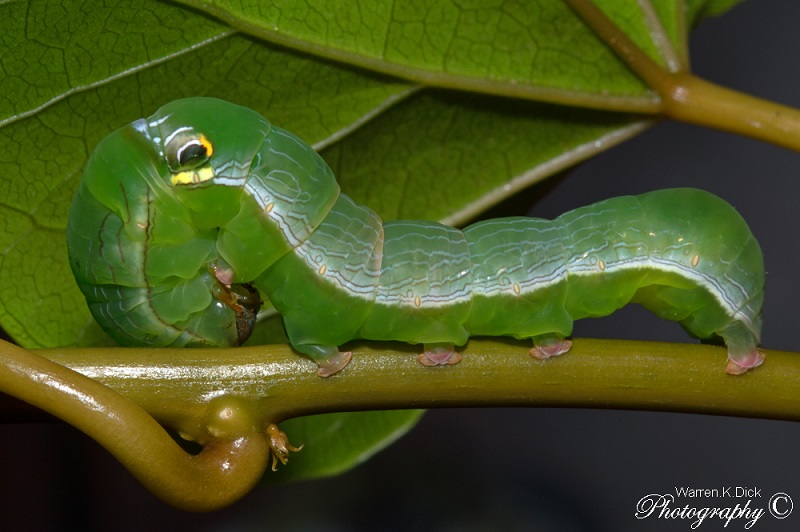 Larvae 271114 2
