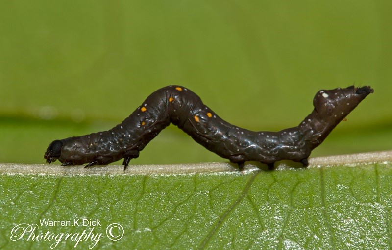 Larva 271214 (Custom)