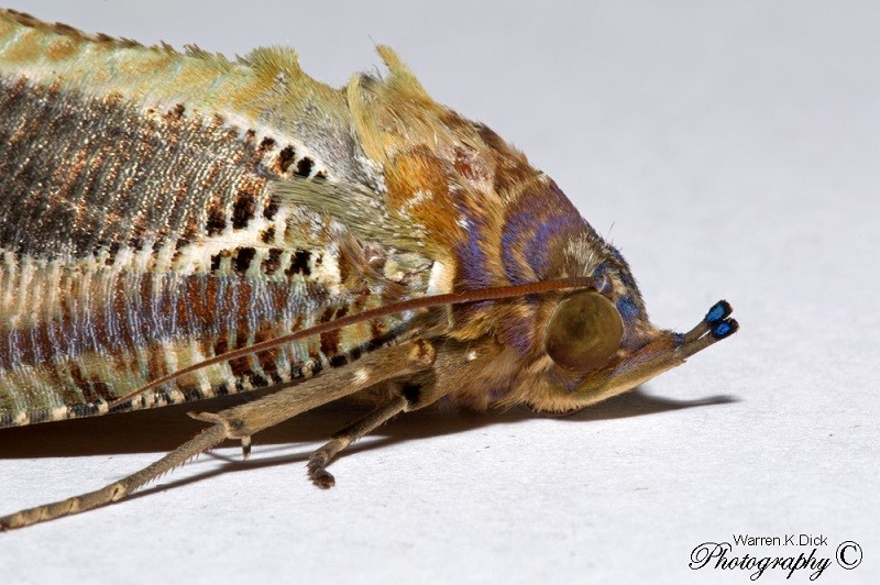 Moth 200115 1 (Custom)