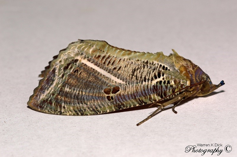 Moth 200115 (Custom)