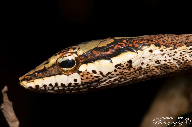 Twig Snake 270815 (26) (Custom)