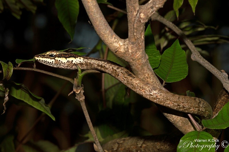 Twig Snake 270815 (28) (Custom)