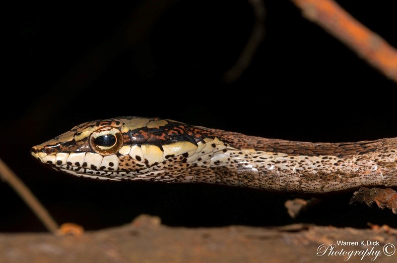 Twig Snake 270815 (32) (Custom)
