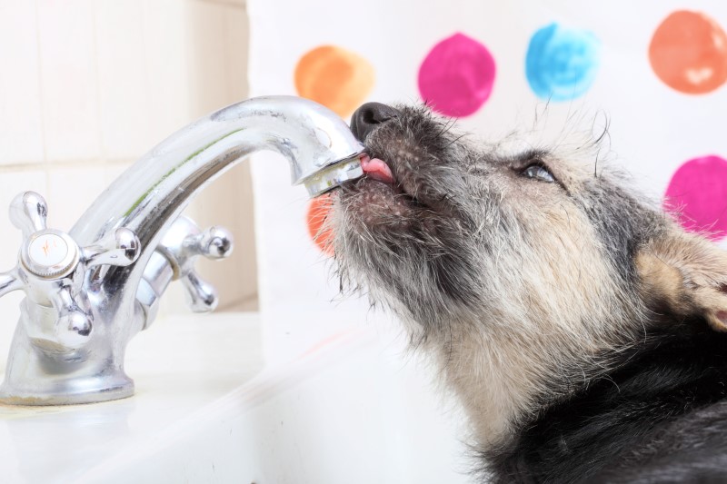 Animals at home dog pet drinking water in bathroom