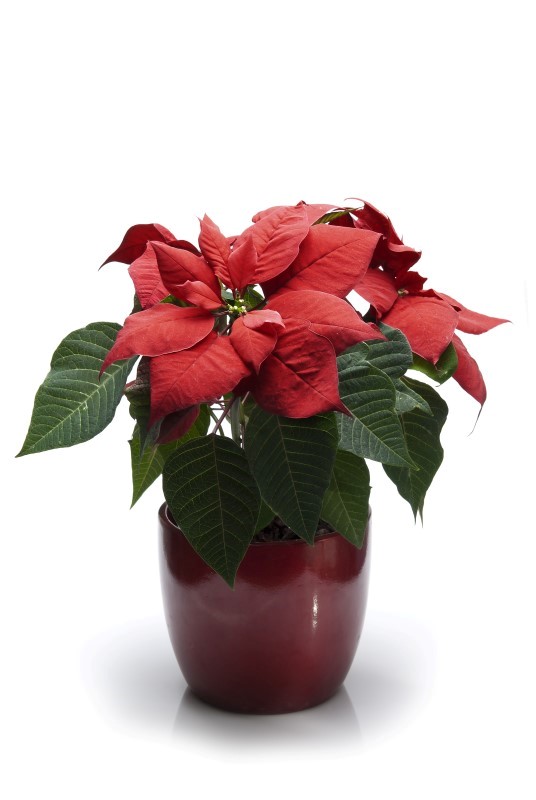 Poinsettia