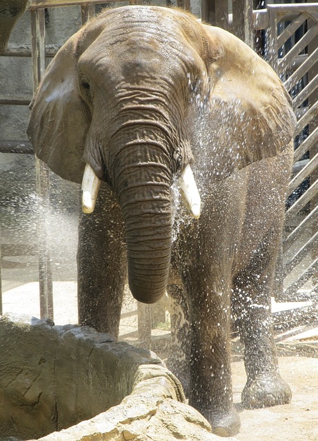 Take a cold shower to keep cool