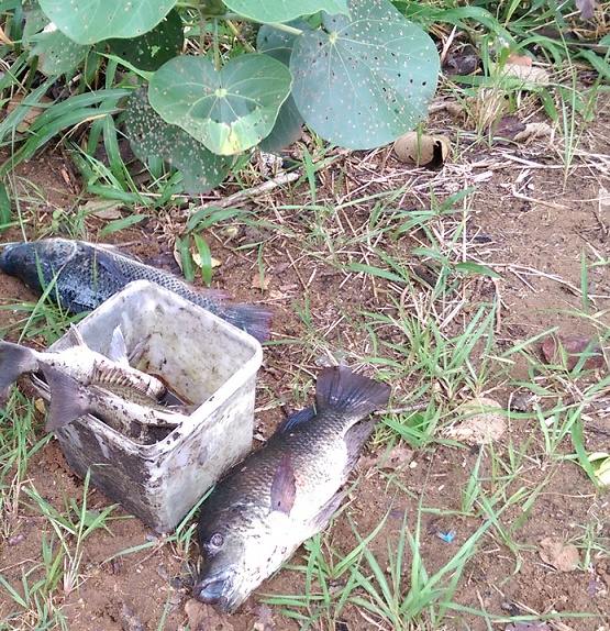 fish dead