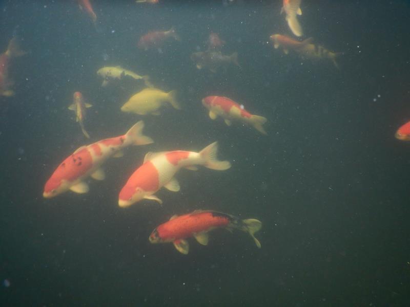 H30Koi (3)