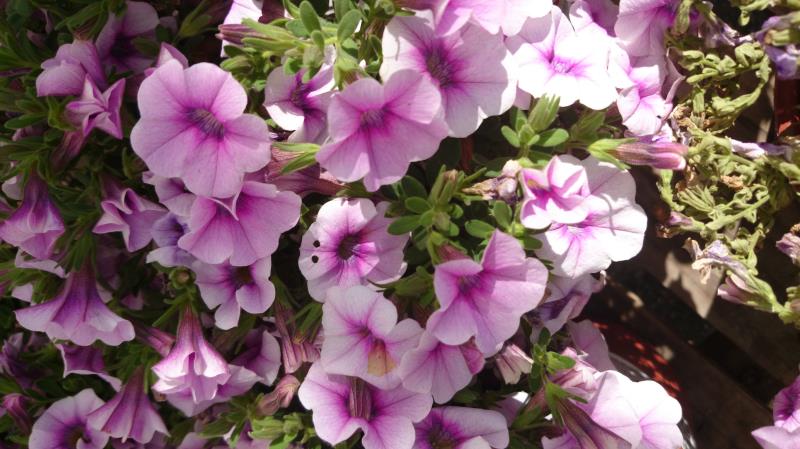 Calibrachoa