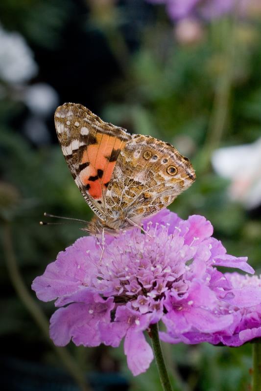 Scabiosa