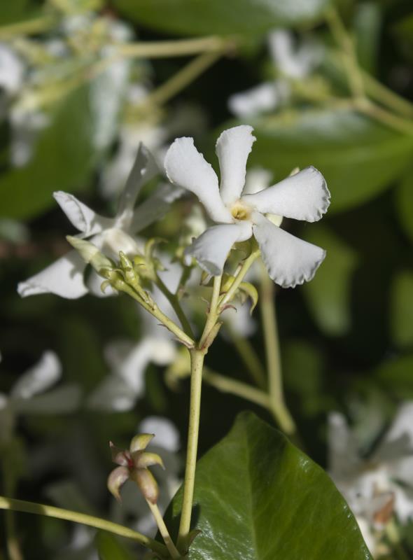 Star jasmine