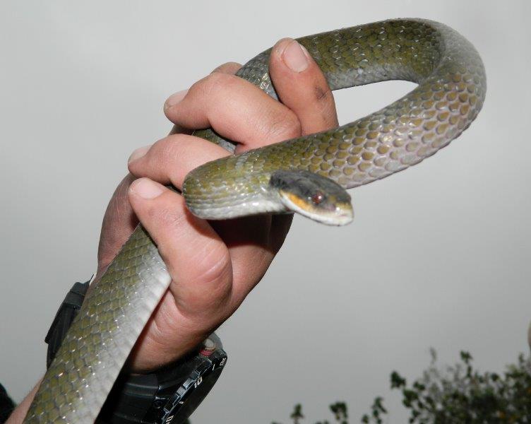 Curated visual reference: Fresh Look at Kzn Storm After Effects Beware Of Increased Snake Activity