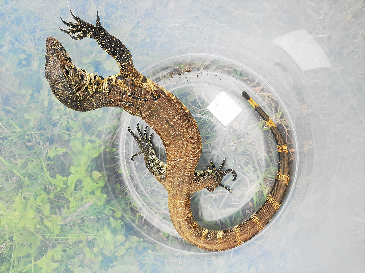 [WATCH] Nile monitor safely relocated | Southlands Sun