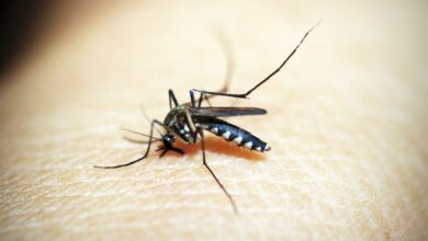 mosquito-1548947_1920