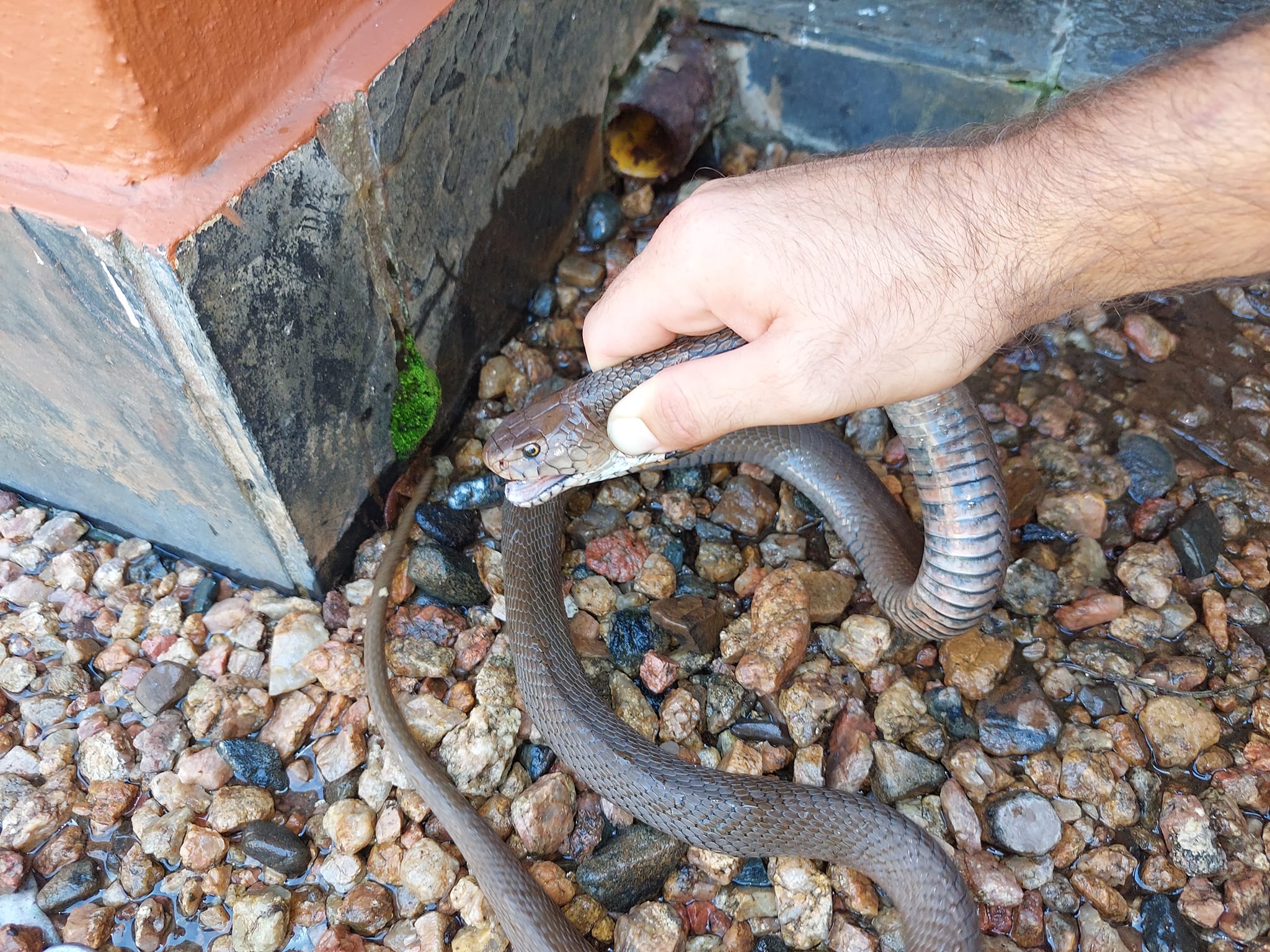 Cobrafilled weekend keeps Durban snake catchers busy Southlands Sun