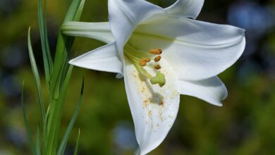 Formosa lily, Nagai Park, Osaka.