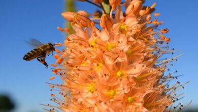 blossom-1476241_960_720