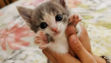 pet