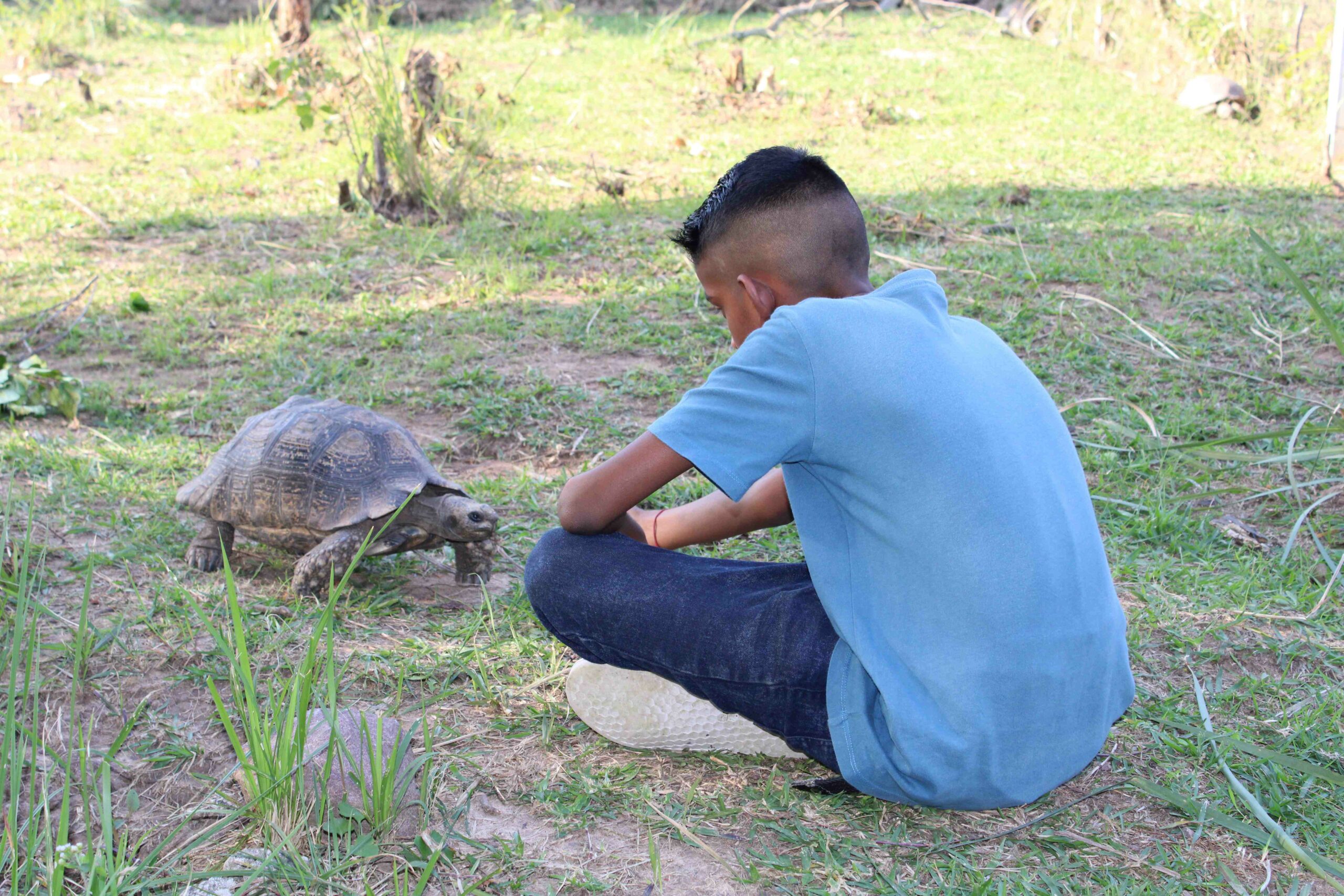 WATCH Did you know that it is illegal to keep tortoises as pets? Southlands Sun