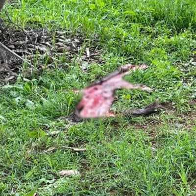 carcass of a slaughtered bushbuck