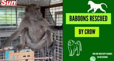 One of the juvenile baboons that was rescued by Crow.