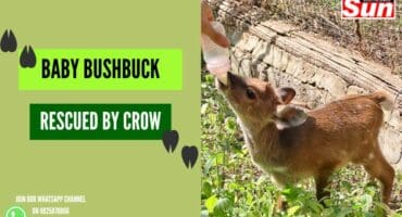 Baby bushbuck rescued by Crow.