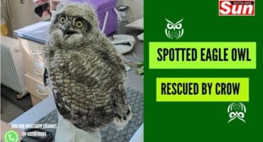 The young spotted eagle owl rescued by Crow.