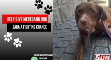 Sara’s right entire side of her ear was ripped out.