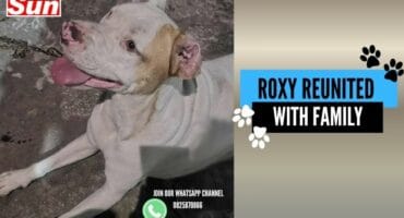 A dog named Roxy who was missing is kneeling and smiling with her tongue out.
