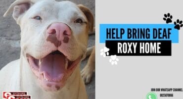 The missing white deaf pitbull Roxy