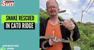 Warren Dick, The bluff snake catcher with the Black mamba he caught.