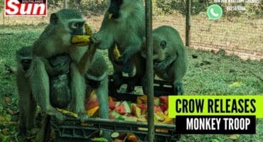 The monkey’s enjoying a little snack.