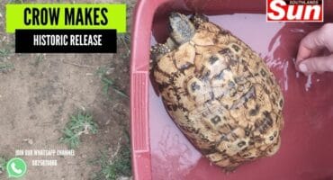 One of the Eastern Hinge tortoises kept by Crow.