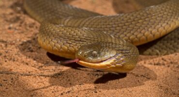 A southern brown egg eater