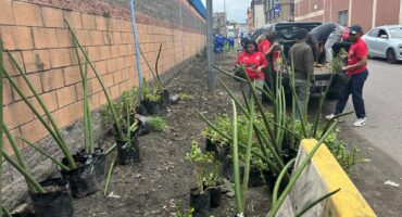 eThekwini Municipality adopted a spot previously affected by illegal dumping and transformed it through tree planting