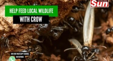 Flying ants crawling.