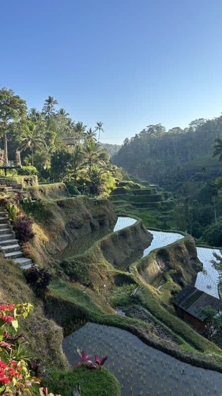 The Tegalalang Rice Terraces.