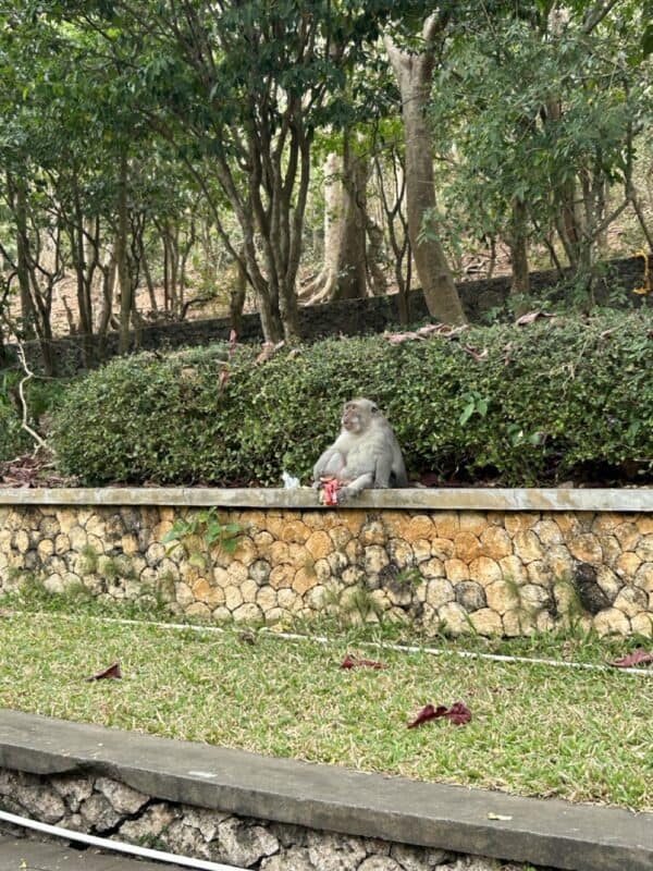 The mischievous monkey of Uluwatu enjoying someone else’s snacks.