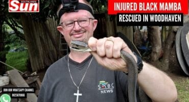 The Bluff snake catcher Warren Dick with the rescued black mamba.