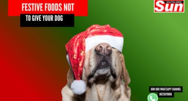 A dog with a red Christmas hat over his eyes