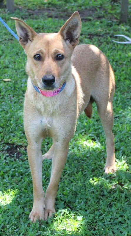 Dog standing on the grass.