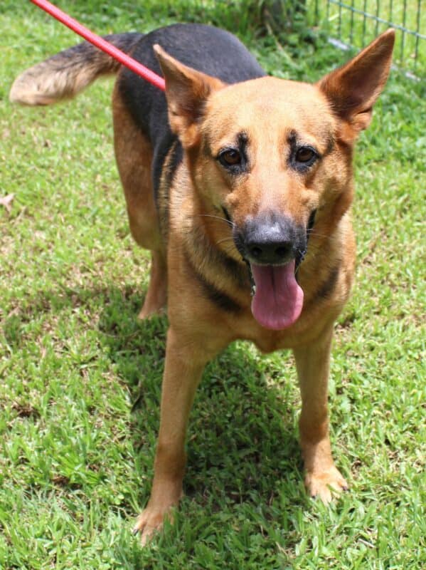 Dog smiling standing on the grass.