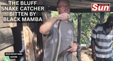 Man holding a black mamba.