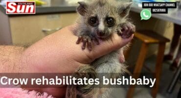 A hand holding an infant bushbaby