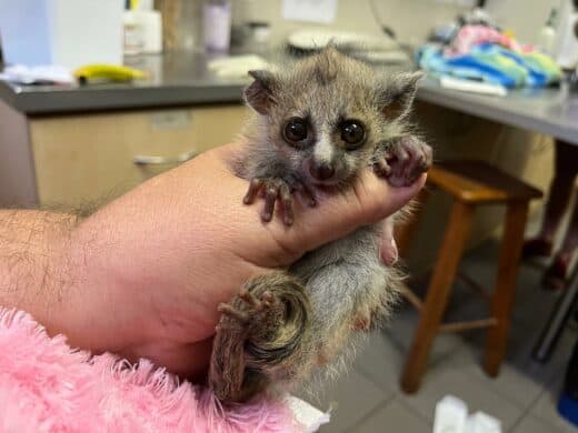 A hand holding an infant bushbaby