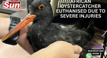 The African oystercatcher being checked at Crow.