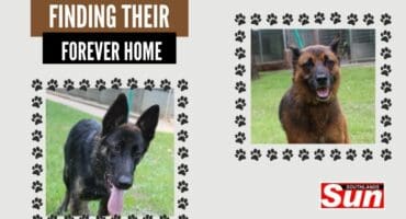 Two dogs up for adoption.